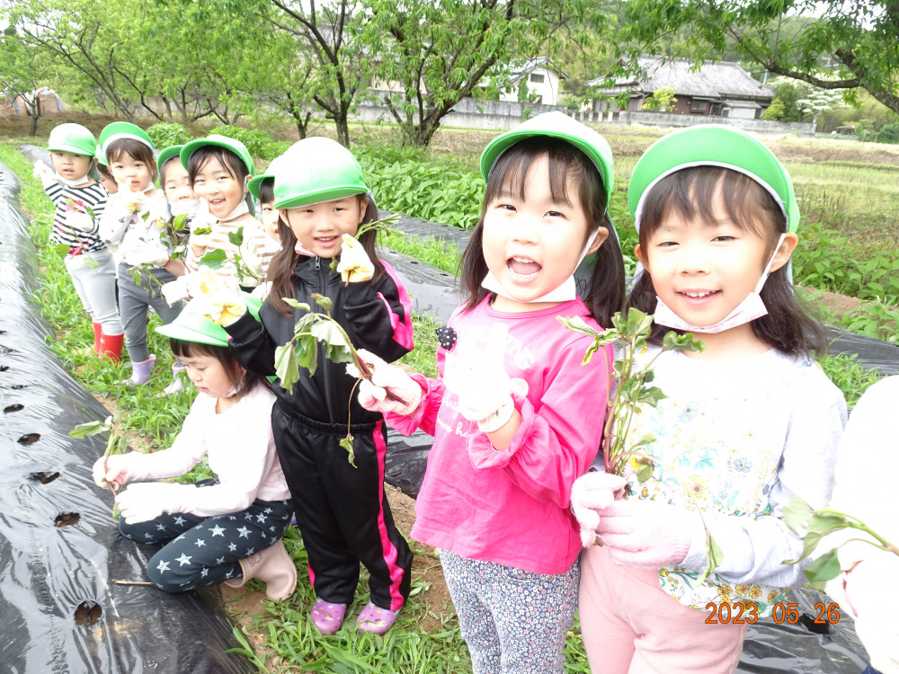 ゆり・ひまわり組「さつまいもの苗植え」2023.5.26 | 社会福祉法人慈心